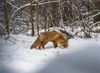 Similar image 22231307