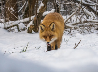 Similar image 22230980