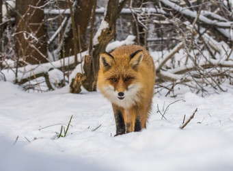 Similar image 22230981