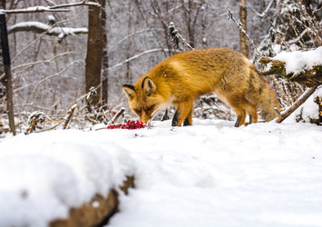 Similar image 22230983