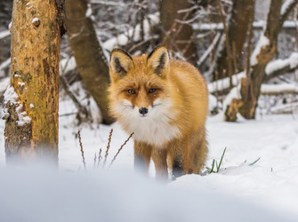 Similar image 22230984