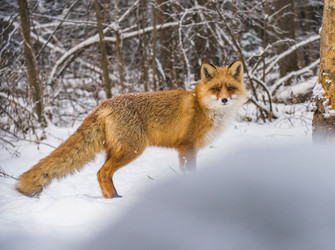 Similar image 22230985