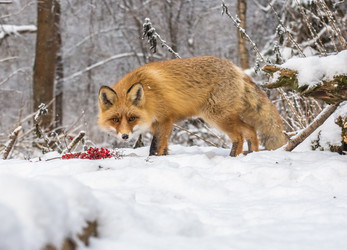 Similar image 22230987