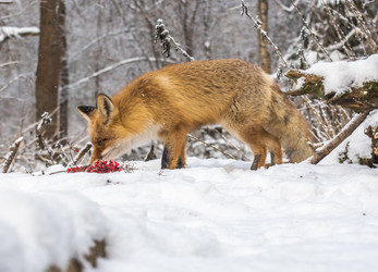 Similar image 22230988