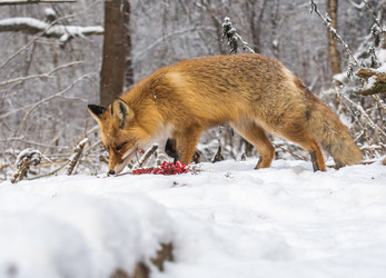 Similar image 22230989