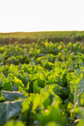 Similar image 22231375