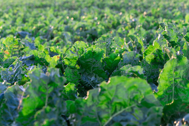 Similar image 22231377