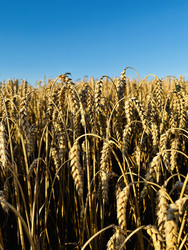 Similar image 22229685