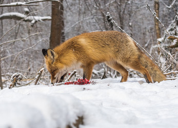 Similar image 22230860