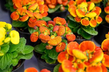 Similar image 22230583