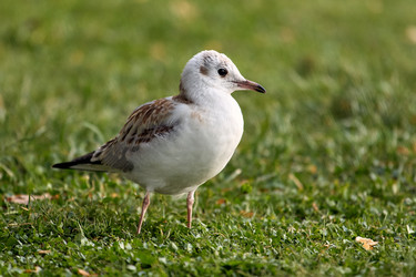 Similar image 22231954