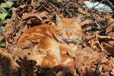 Similar image 22230715