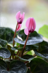 Similar image 22230804