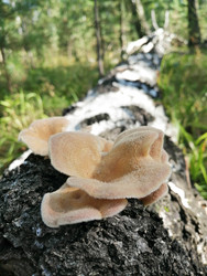 Similar image 22230812