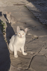 Similar image 22232381