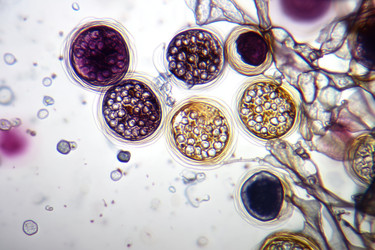 Similar image 22221500