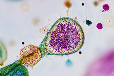 Similar image 22221524