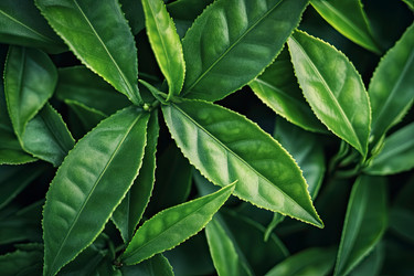 Similar image 22221052