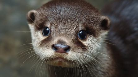 Similar image 22234343