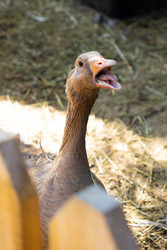 Similar image 22245523