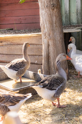 Similar image 22245536