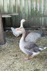 Similar image 22245543