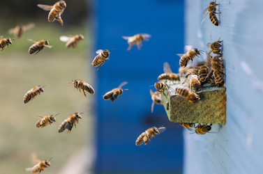 Similar image 22236981