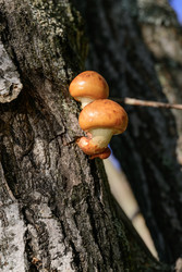 Similar image 22233632