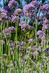 Similar image 22235019