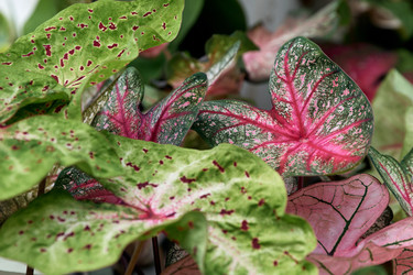 Similar image 22234725