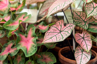 Similar image 22234726