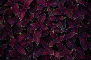 Similar image 22235663