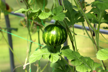 Similar image 22243687