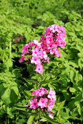 Similar image 22243709