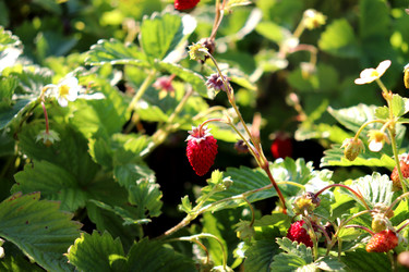 Similar image 22235890