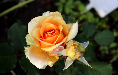 Similar image 22233733