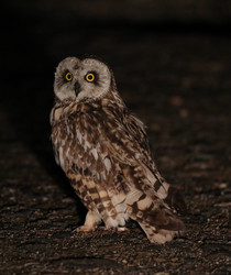 Similar image 22234865