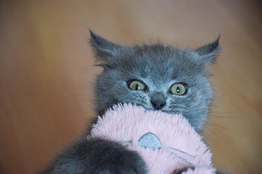 Similar image 22233689