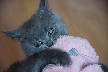 Similar image 22233690