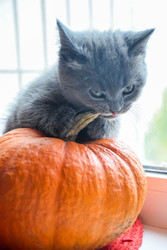 Similar image 22233695