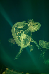 Similar image 22233705