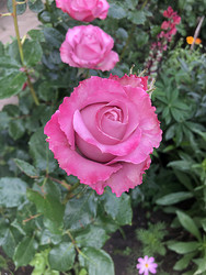 Similar image 22236839