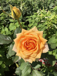 Similar image 22236848