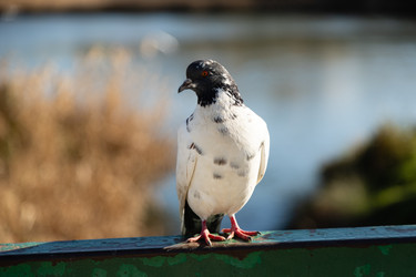 Similar image 22237077