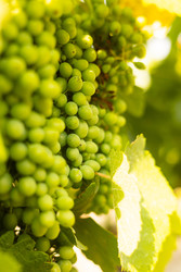 Similar image 22237082