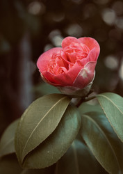 Similar image 22237105