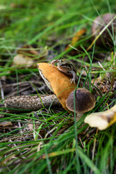 Similar image 22236707