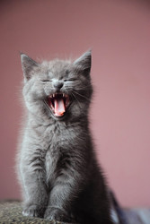 Similar image 22236918