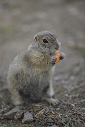 Similar image 22237249