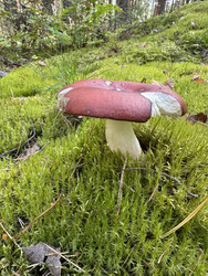 Similar image 22244001